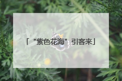 “紫色花海”引客来