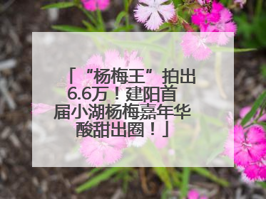 “杨梅王”拍出6.6万！建阳首届小湖杨梅嘉年华酸甜出圈！