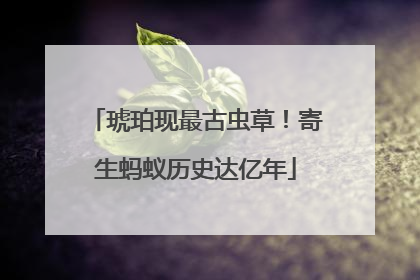 琥珀现最古虫草！寄生蚂蚁历史达亿年
