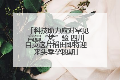 科技助力应对罕见高温“烤”验 四川自贡这片稻田即将迎来头季孕穗期