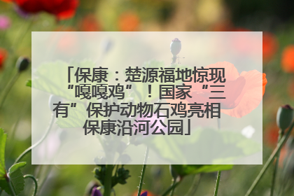 保康：楚源福地惊现“嘎嘎鸡”！国家“三有”保护动物石鸡亮相保康沿河公园