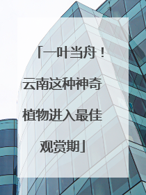 一叶当舟！云南这种神奇植物进入最佳观赏期