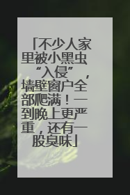 不少人家里被小黑虫“入侵”，墙壁窗户全部爬满！一到晚上更严重，还有一股臭味