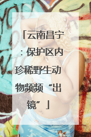 云南昌宁：保护区内珍稀野生动物频频“出镜”