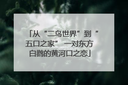 从“二鸟世界”到“五口之家” 一对东方白鹳的黄河口之恋