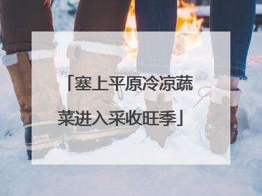 塞上平原冷凉蔬菜进入采收旺季