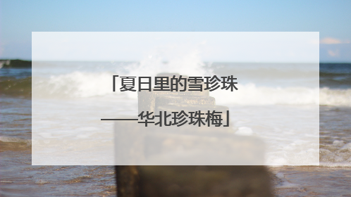 夏日里的雪珍珠——华北珍珠梅