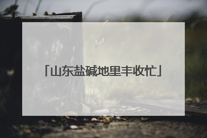 山东盐碱地里丰收忙
