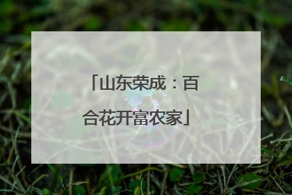 山东荣成：百合花开富农家