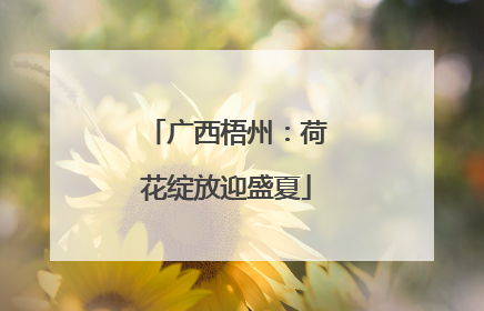 广西梧州：荷花绽放迎盛夏