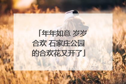 年年如意 岁岁合欢 石家庄公园的合欢花又开了