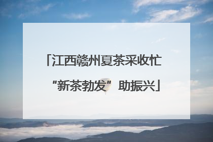 江西赣州夏茶采收忙 “新茶勃发”助振兴