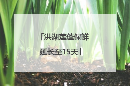 洪湖莲蓬保鲜延长至15天