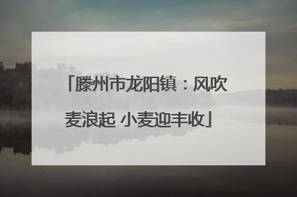滕州市龙阳镇：风吹麦浪起 小麦迎丰收
