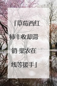 草莓西红柿丰收却滞销 果农在线等援手