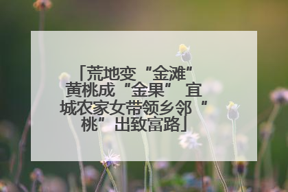 荒地变“金滩” 黄桃成“金果” 宜城农家女带领乡邻“桃”出致富路