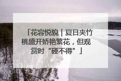 花容悦貌｜夏日夹竹桃盛开娇艳繁花，但观赏时“碰不得”