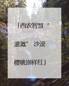 西农智慧“灌溉” 沙漠樱桃别样红
