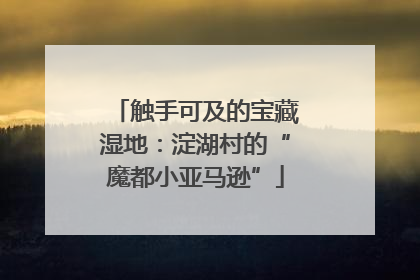 触手可及的宝藏湿地：淀湖村的“魔都小亚马逊”