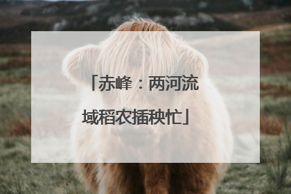 赤峰：两河流域稻农插秧忙