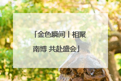 金色瞬间丨相聚南博 共赴盛会